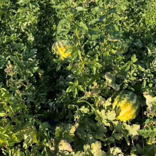 O familie din Alba Iulia continuă tradiția cultivării pepenilor verzi