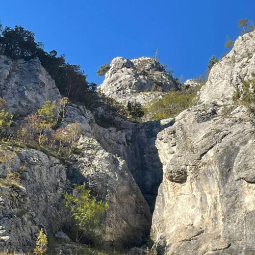Cheile Intregalde, locația unică unde floarea de colț crește la cea mai joasă altitudine din Europa