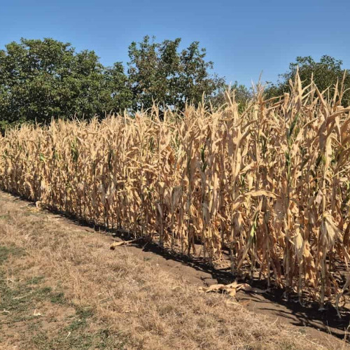 Guvernul adoptă măsuri pentru sprijinirea agricultorilor afectați de secetă