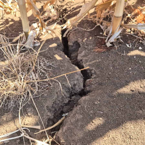 Sprijin financiar de 1.000 de lei pe hectar pentru agricultorii afectați de secetă