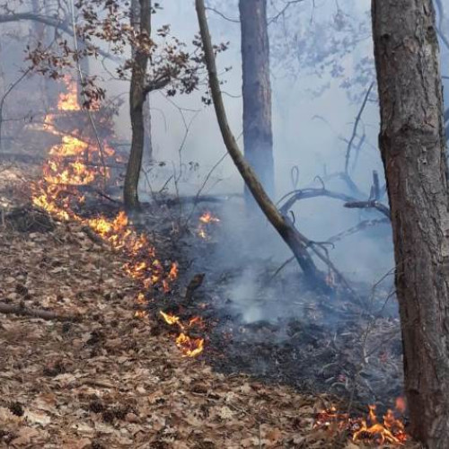 Incendiu de vegetație în Valea Verde, intervenție a pompierilor din Câmpeni