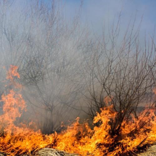 Autoritățile reacționează la incendiile de vegetație