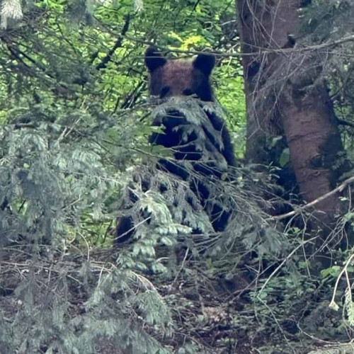 Un cioban atacat de un urs la Sibiu a fost adus la spital