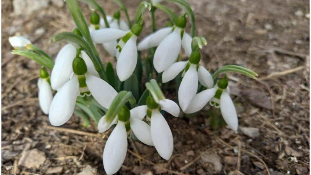 Ghioceii au înflorit deja în februarie în mai multe orașe din țară