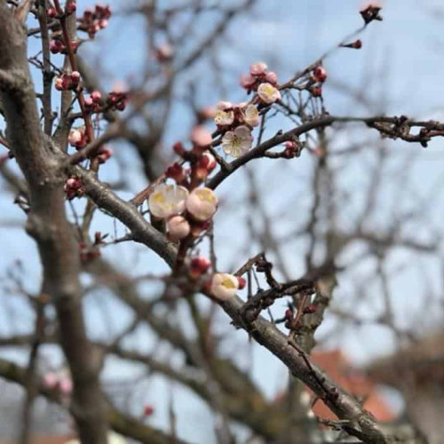 Prognoza meteo: Schimbări bruste de temperatură în februarie conform ANM