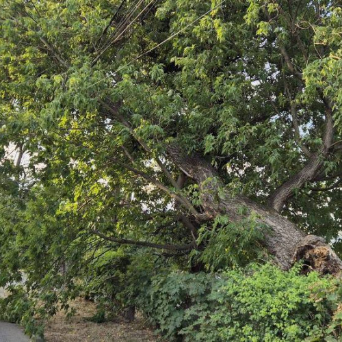 FOTO: Copac rupt din cauza vântului puternic, în parcul municipal din Aiud