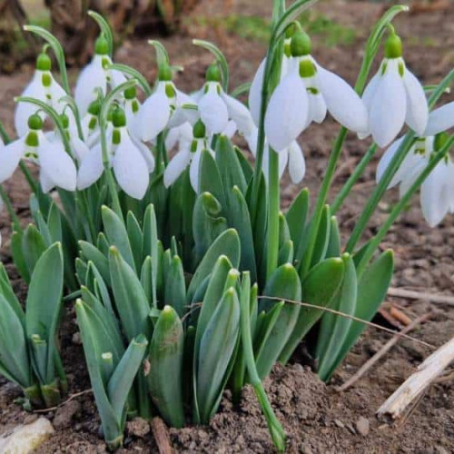 Prognoza meteo pe patru săptămâni: Temperaturi ridicate și precipitații pentru România până la jumătatea lunii martie