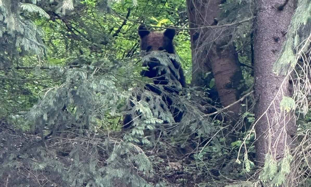 Ursoaie semnalată în Mogoș, Județul Alba