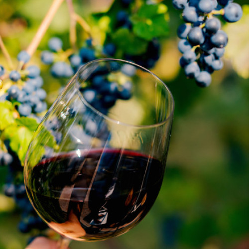 Producția de vin din Moldova a crescut cu peste 35% datorită vremii favorabile