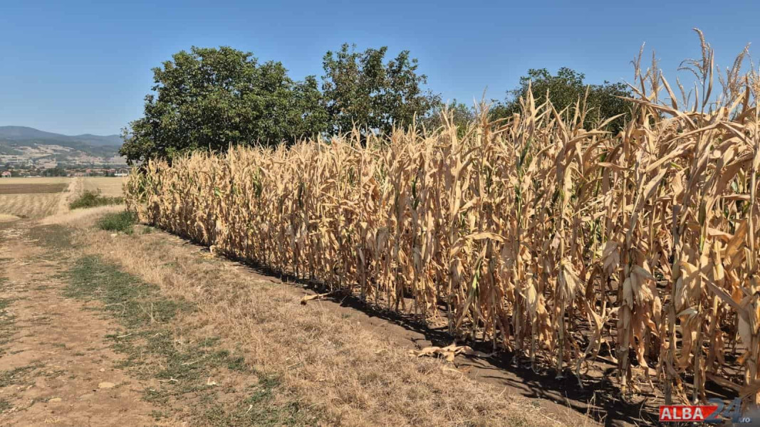 Seceta a afectat peste 9000 de hectare de culturi agricole în județul Alba
