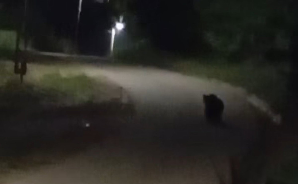 Urs surprins noaptea pe o stradă din satul Ciuguzel