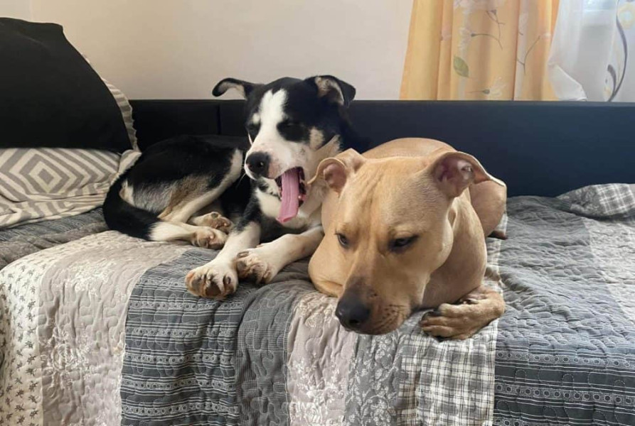 Ziua internațională a animalelor este sărbătorită anual pe 4 octombrie