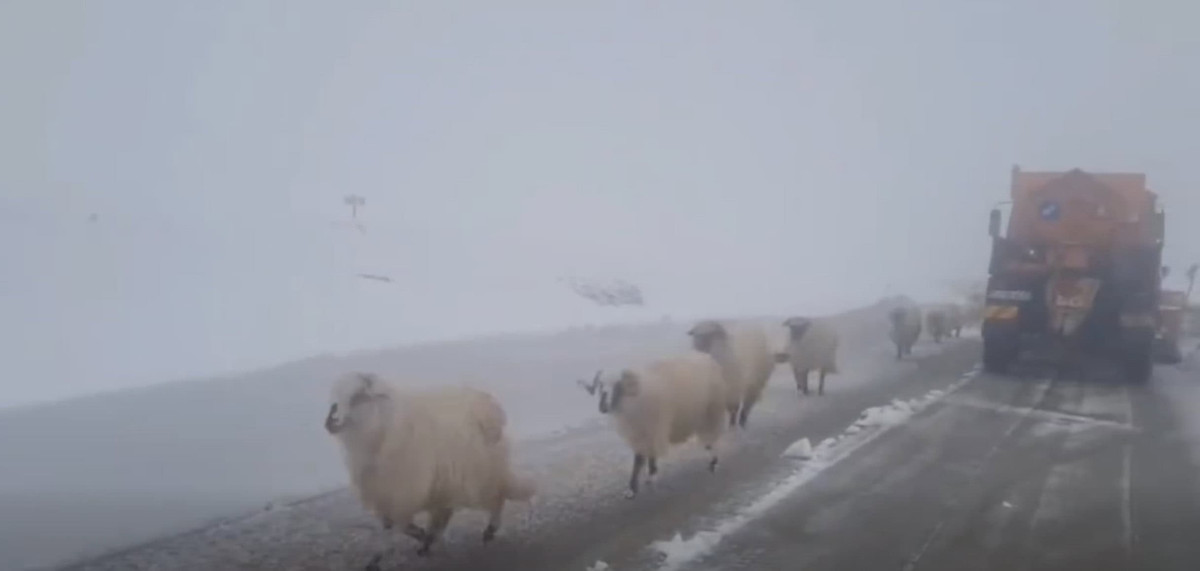 VIDEO: Culoar de trecere prin zăpadă pe Transalpina, creat de autorități pentru ciobanii rămași cu oile pe munte