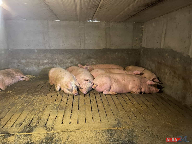 ANSVSA avertizează asupra riscului ridicat de boli la animale în România