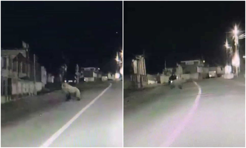 Urs surprins pe strada Blajului din Sântimbru în timpul nopții