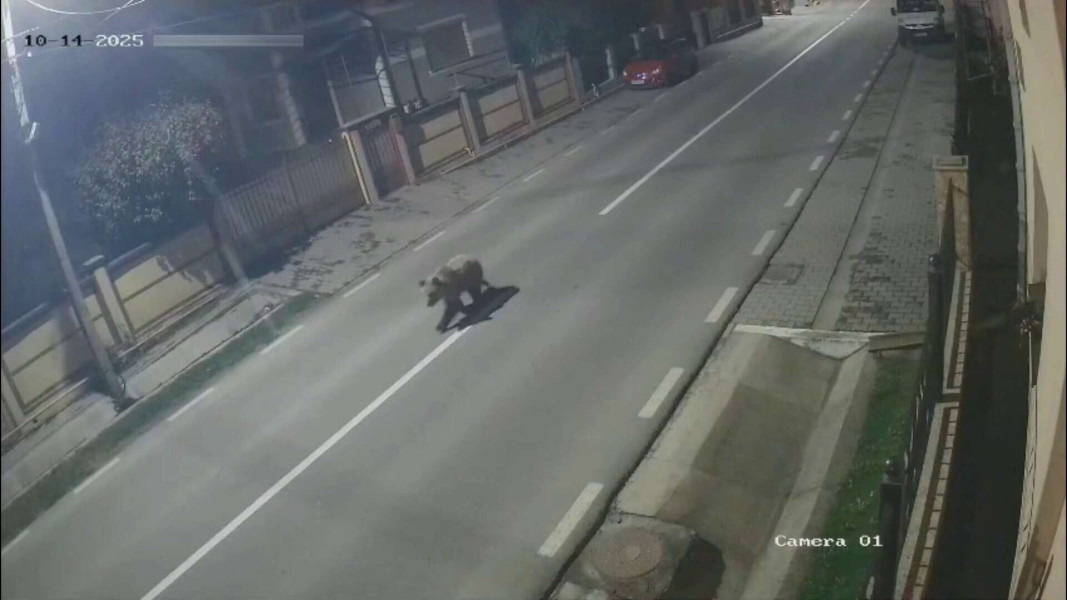 Urs filmat pe strada principală din localitatea Sântimbru în timpul nopții