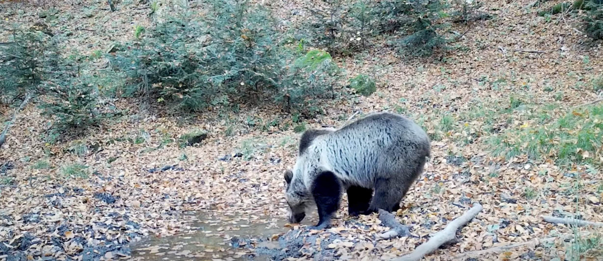 Urs brun surprins la potolit setea în Parcul Natural Apuseni