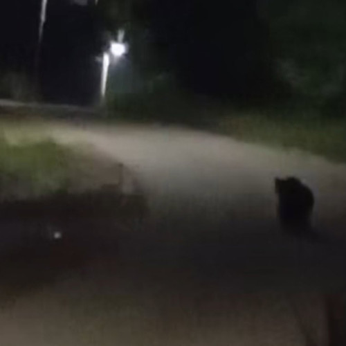 Urs semnalat în curtea unei școli din satul Biia, intervine jandarmeria
