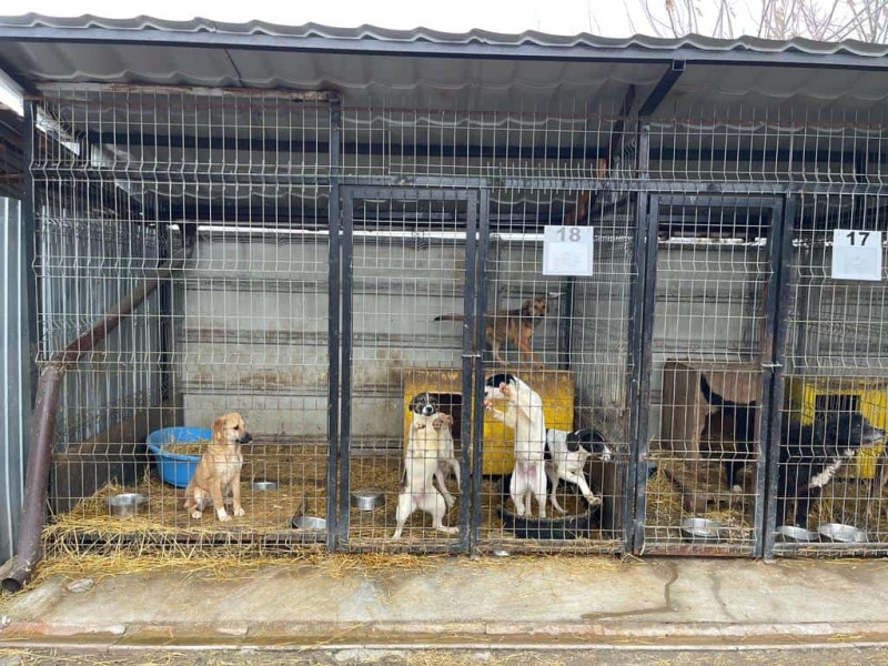 Consiliul Județean Alba pregătește un adăpost pentru câinii fără stăpân la Câlnic