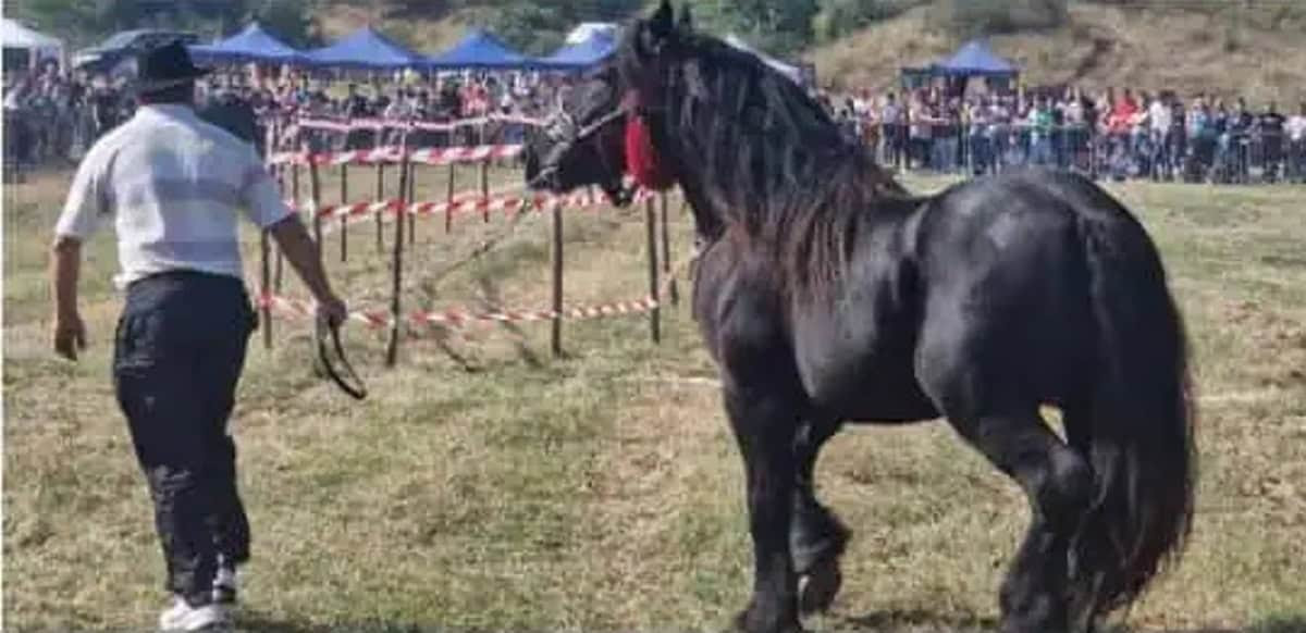 Tropote în Țara Vinului: concurs de cai în poligonul din Micești
