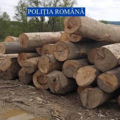 Mafia lemnului din Alba, amendată cu zeci de mii de lei și confiscată cantitatea de 900 metri cubi de lemn de către IPJ Alba. Acțiune de combatere a tăierilor ilegale de arbori și a altor fapte ilegale în domeniul lemnos.