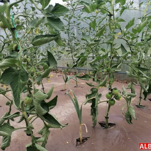 Statul acordă 1.500 de euro pentru cultivatorii de roșii și usturoi. Toate dosarele eligibile pentru ajutorul de stat fără înscrierea în platformă. Beneficiarii pot fi orice tip de producător agricol: persoane fizice, autorizate sau juridice, organizaţii de cercetare-dezvoltare în domeniu. Detalii legate de actele necesare și proceduri AICI.