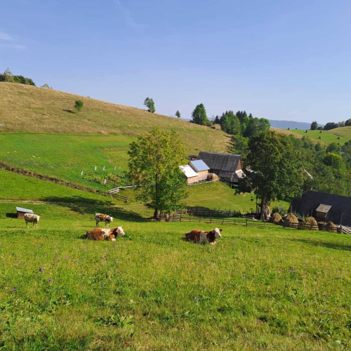 Ajutoare financiare pentru crescătorii de bovine: APIA începe plățile; Câți bani vor fi primiți de la stat?