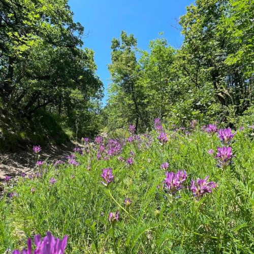 Prognoza meteo pentru Alba în weekend, 26 – 28 aprilie: vremea frumoasă se întoarce în sfârșit, înainte de Florii.