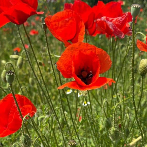 Calendar Ortodox, luna mai 2024: sărbătorile importante din Florar. Semnificații religioase, credințe, tradiții, superstiții