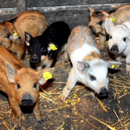 Crescătorii de porci Bazna și Mangalița pot depune cererile pentru subvenții până la finalul lunii iulie. Precizările MADR